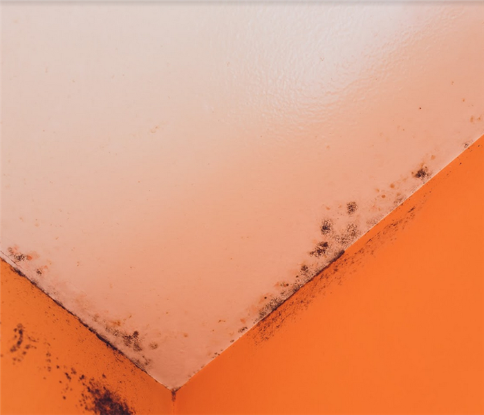 the corner of a room with mold growing on the walls