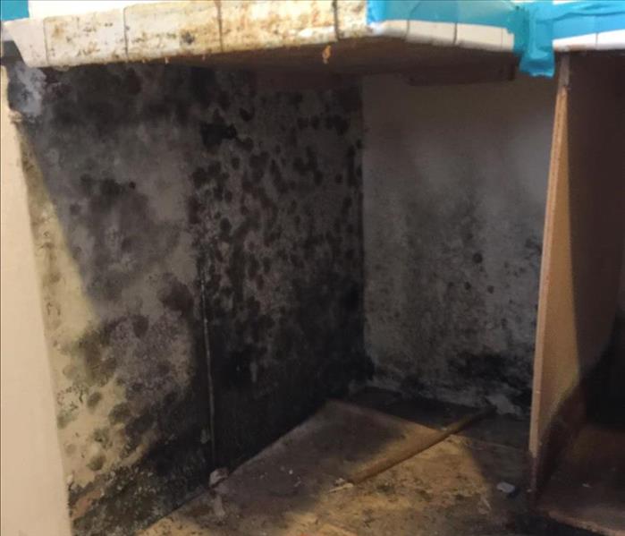 Mold Under Counter